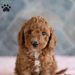 Walter, Miniature Poodle Puppy